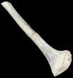 Mosasaur (Platecarpus) Rib Section With Shark Tooth Marks #49342-1